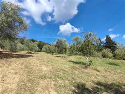 Terreno agricolo in buono stato di 11638 mq. a Ceppato
