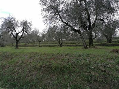 Terreno agricolo in buono stato di 3975 mq. a Orceto